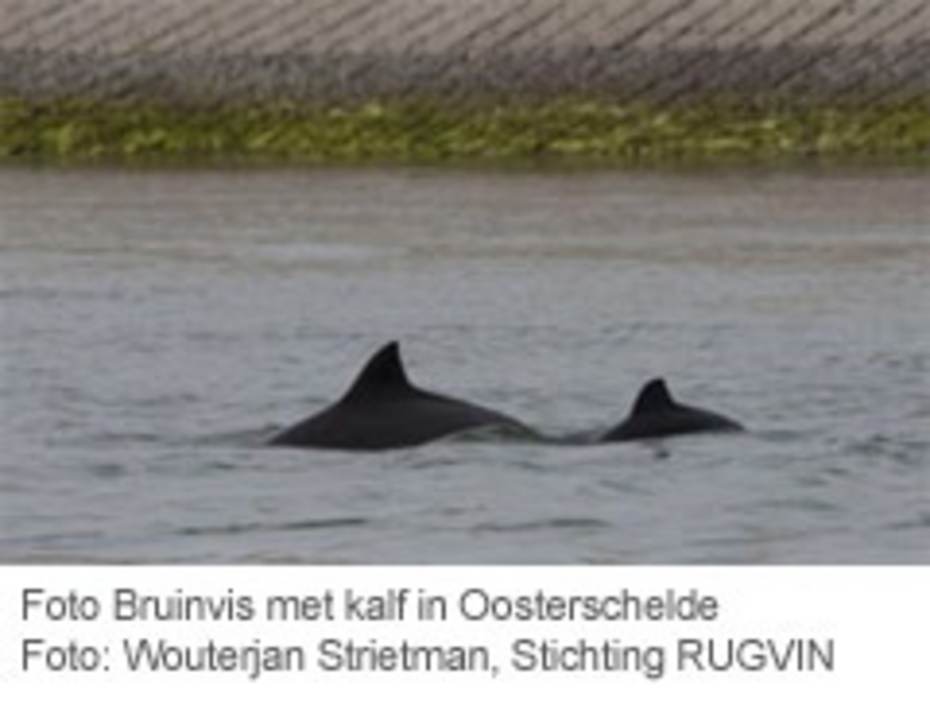 Bruinvis met kalf in Oosterschelde. Foto: WouterJan Strietman Stichting RUGVIN