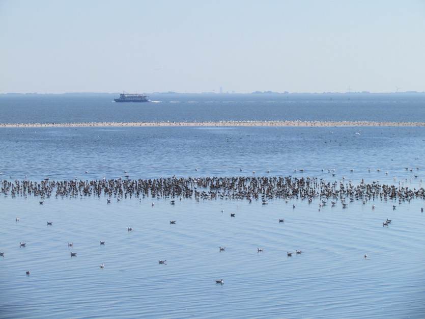 Fouragerende vogels op wadplaat bij Ameland.