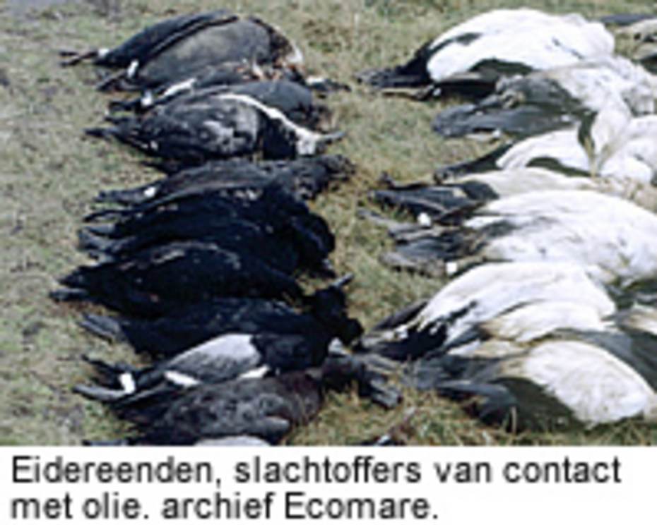 Eidereenden, slachtoffers van contact met olie, archief Ecomare.