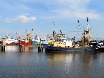 Garnalenkotters in de haven van Harlingen. Foto: TS