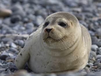 Gewone zeehondenpup. Foto: Mark Zekhuis_saxifraga