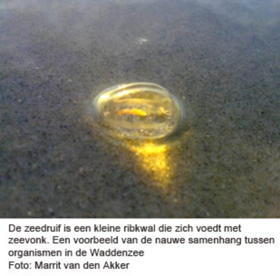 De zeedruif is een kleine ribkwal die zich voedt met zeevonk. Een voorbeeld van de nauwe samenhang tussen organismen in de Waddenzee. Foto: Marrit van den Akker
