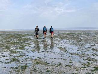 Zeegrasonderzoekers op de plaat bij Griend. Foto: TS