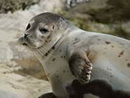 Gewone zeehond. Foto: Marcel Burkhard.