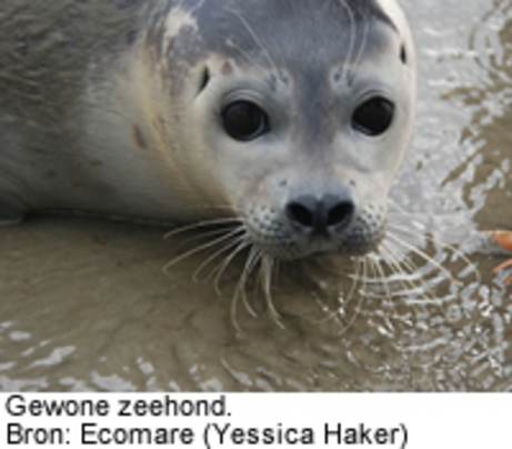 Gewone zeehond. Bron: Ecomare (Yessica Haker)