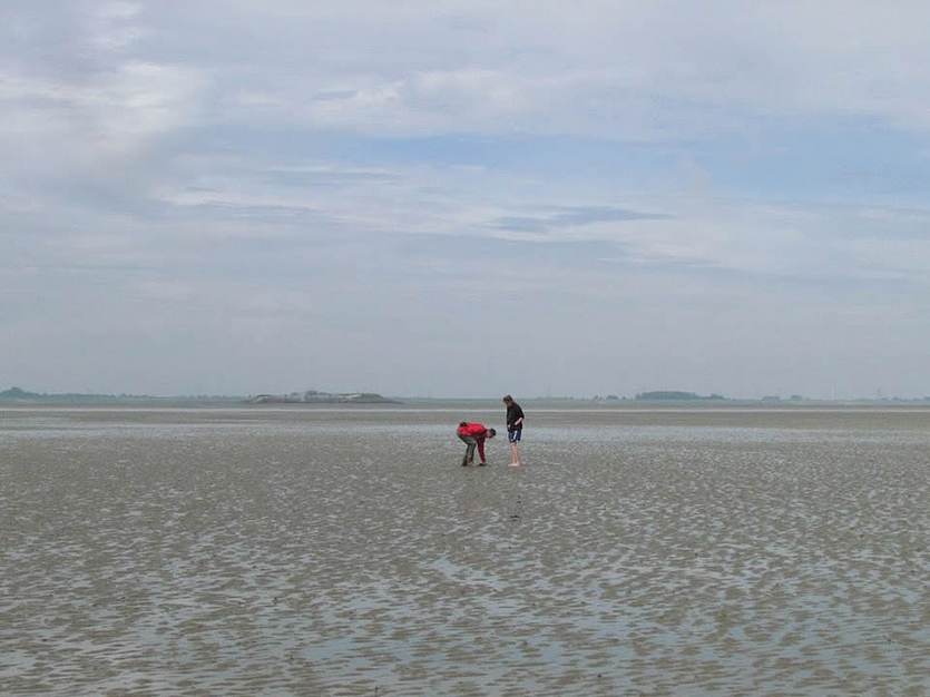 Onderzoekers aan het werk op een wadplaat. Foto: Waddenacademie