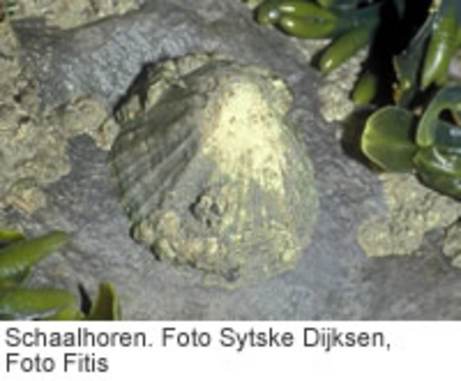 Schaalhoren. Foto Sytske Dijksen, Foto Fitis