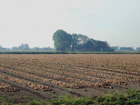 Aardappelteelt in het noorden van Friesland. Foto Jan vander Straaten Saxifraga