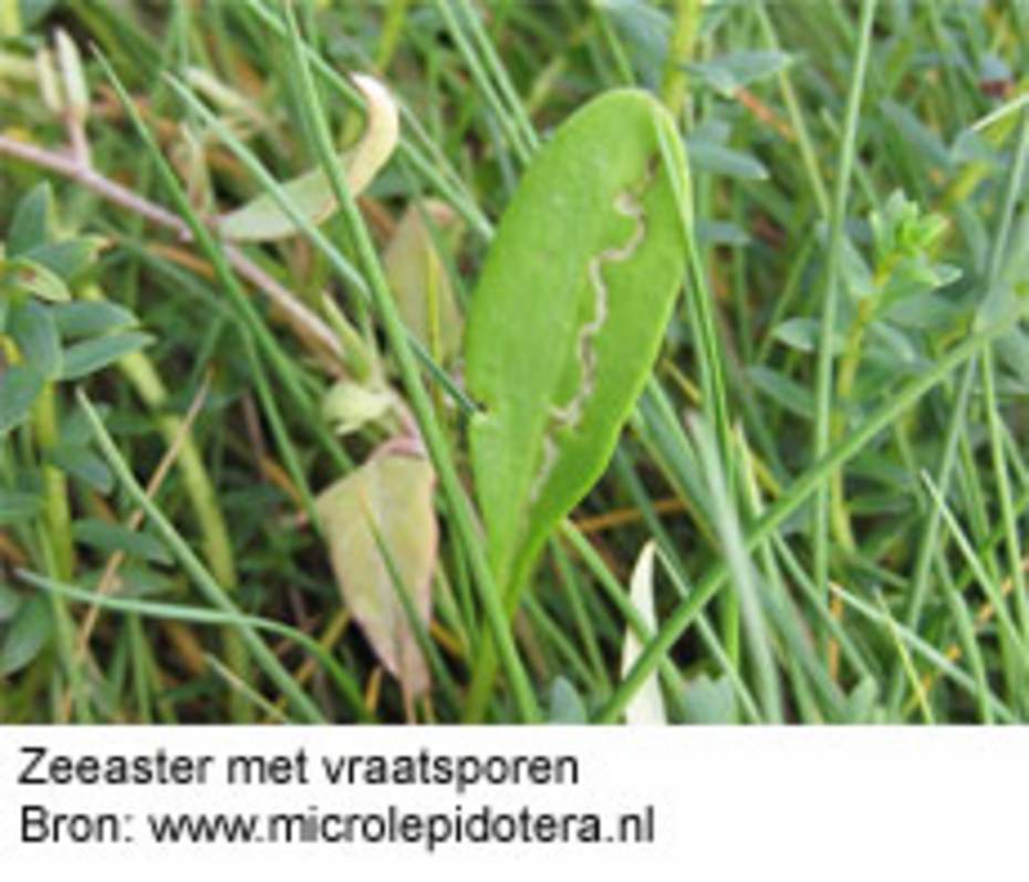 Zeeaster met vraatsporen. Bron: www.microlepidotera.nl