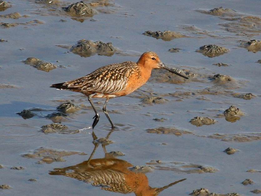 Rosse grutto op het wad. Foto: Saxifraga-Bart Vastenhouw