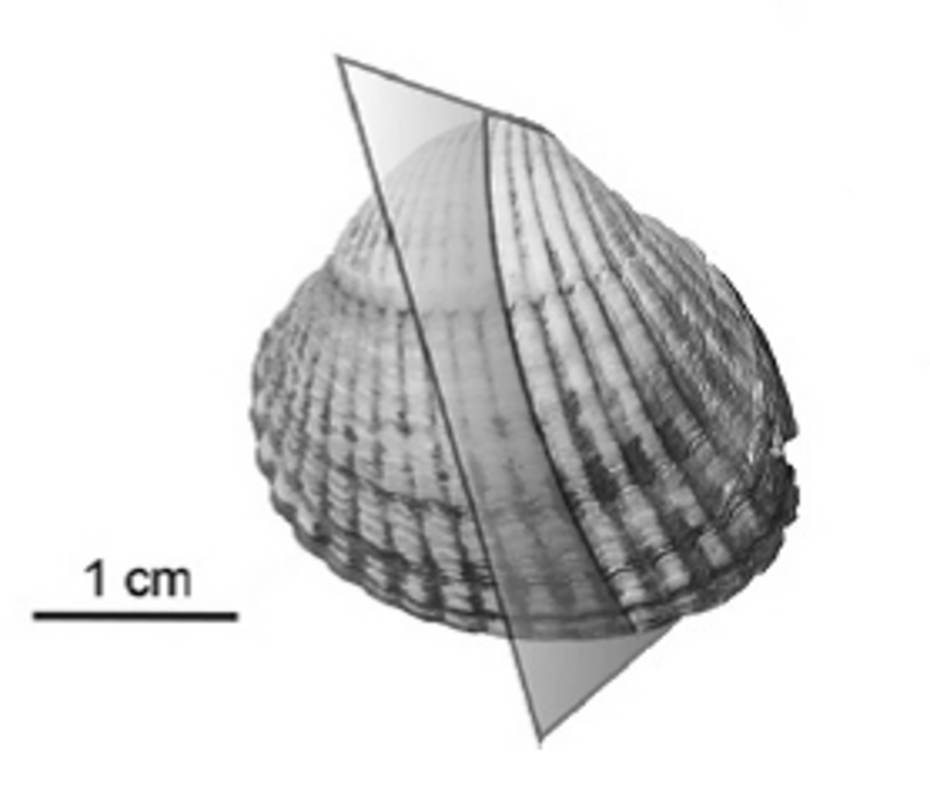 Als een kokkel doormidden gezaagd wordt, worden gedetailleerde groeilijnen zichtbaar. Bron: Milano et al. 2017