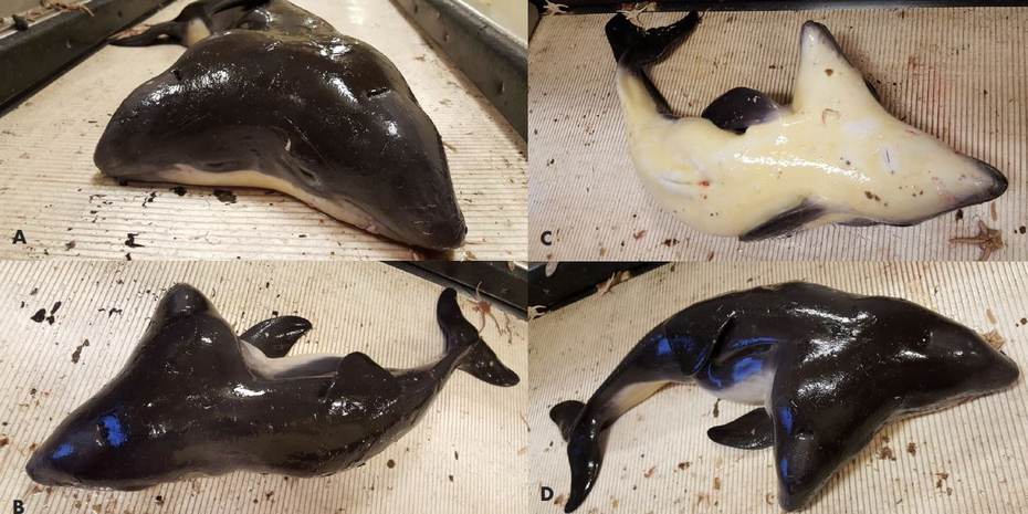 Reeks foto’s van de Siamese tweeling van een bruinvis.  Bron: Henk Tanis, via Kompanje et al. (2017)