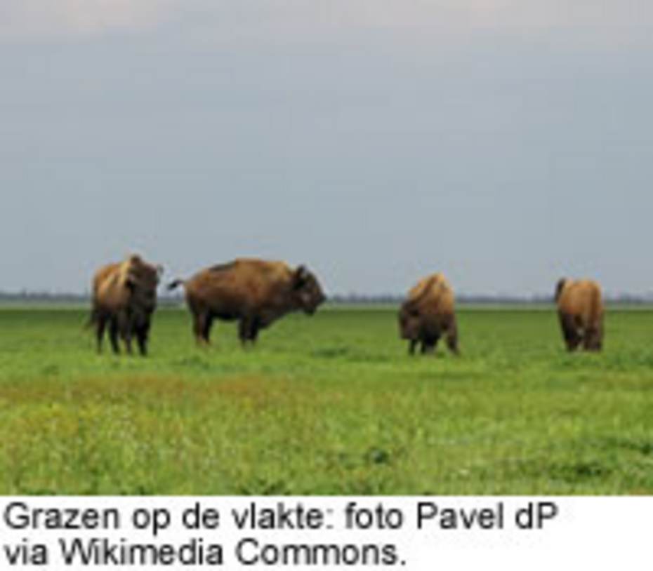 Grazen op de vlakte: foto Pavel dP via Wikimedia Commons
