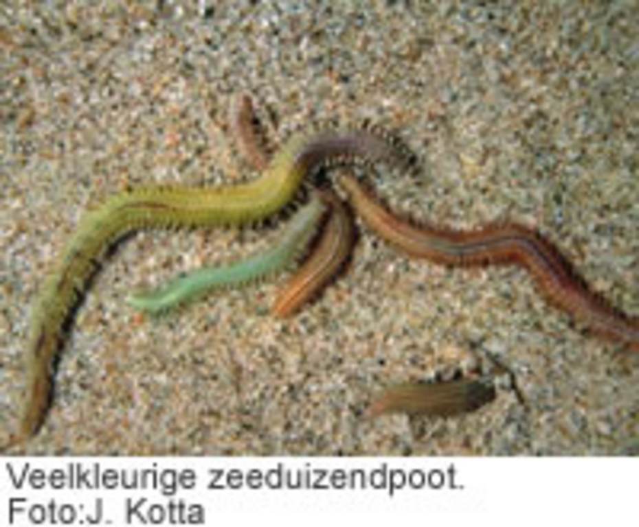 Veelkleurige zeeduizendpoot. Foto: J. Kotta