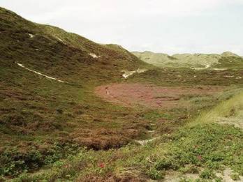 Duinlandschap op Romo. Bron: Wikimedia