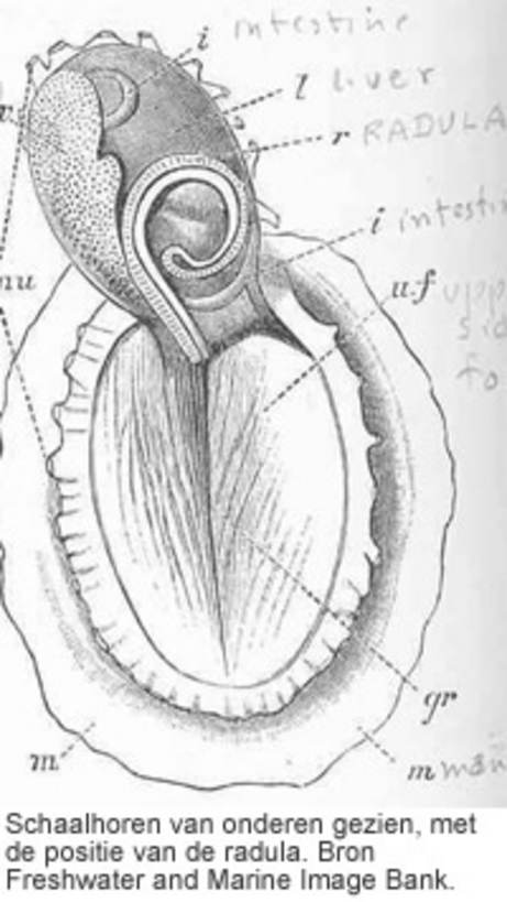 Schaalhoren van onderen gezien, met de positie van de radula. Bron Freshwater and Marine Image Bank.