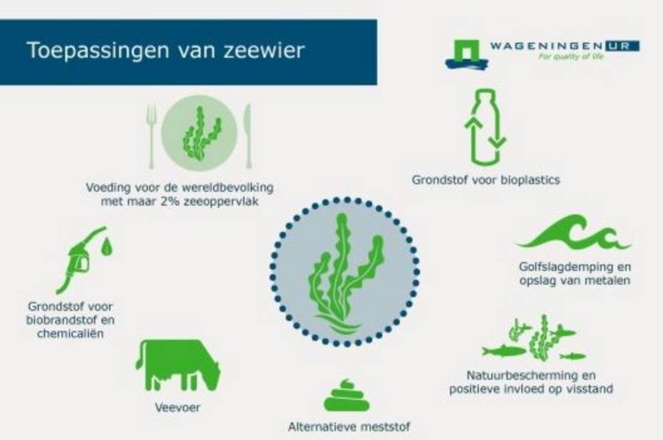 Zeewieren hebben vele toepassingen. Beeld: WUR Zeewieren hebben vele toepassingen. Beeld: WUR