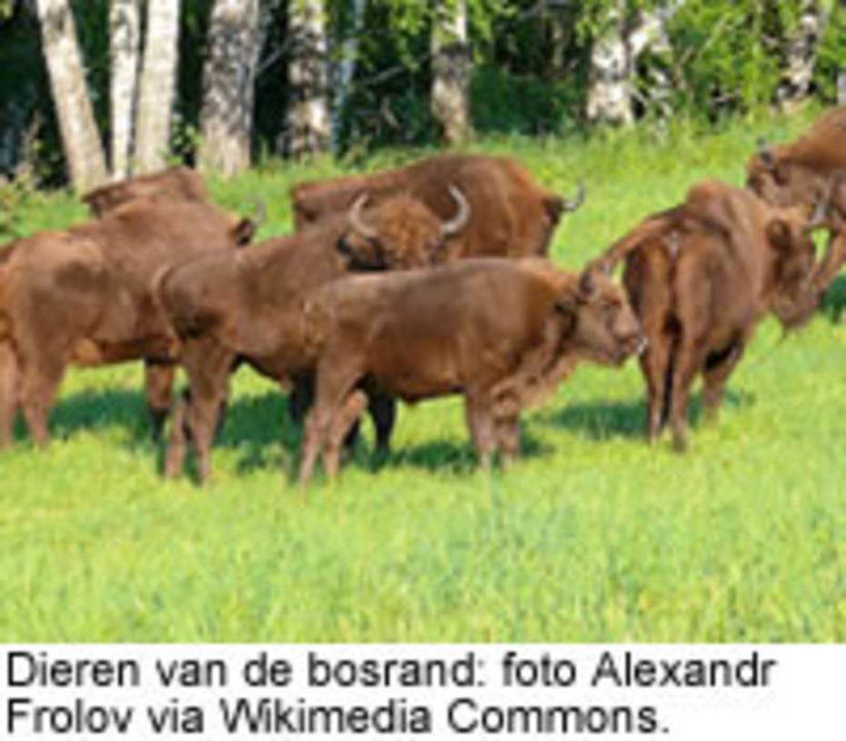 Dieren van de bosrand: foto Alexandr Frolov via Wikimedia Commons
