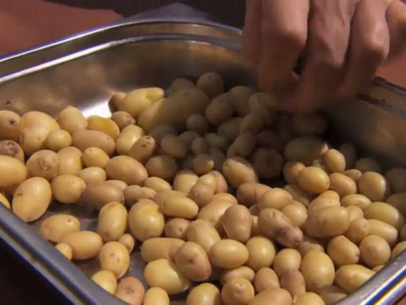 Zilte aardappelen worden geoogst