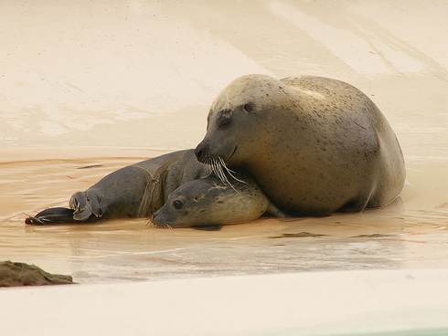 Zeehondenpup en moeder vlak na de geboorte. Foto Sytske Dijken Ecomare