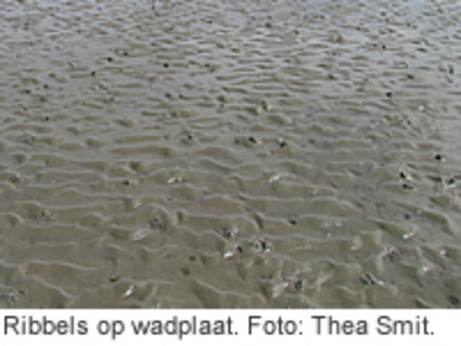 Ribbels op wadplaat. Foto: Thea Smit.