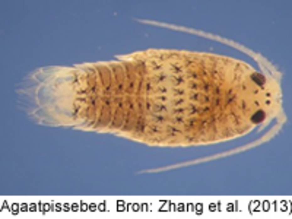 Agaatpissebed. Bron: Zhang et al. (2013).