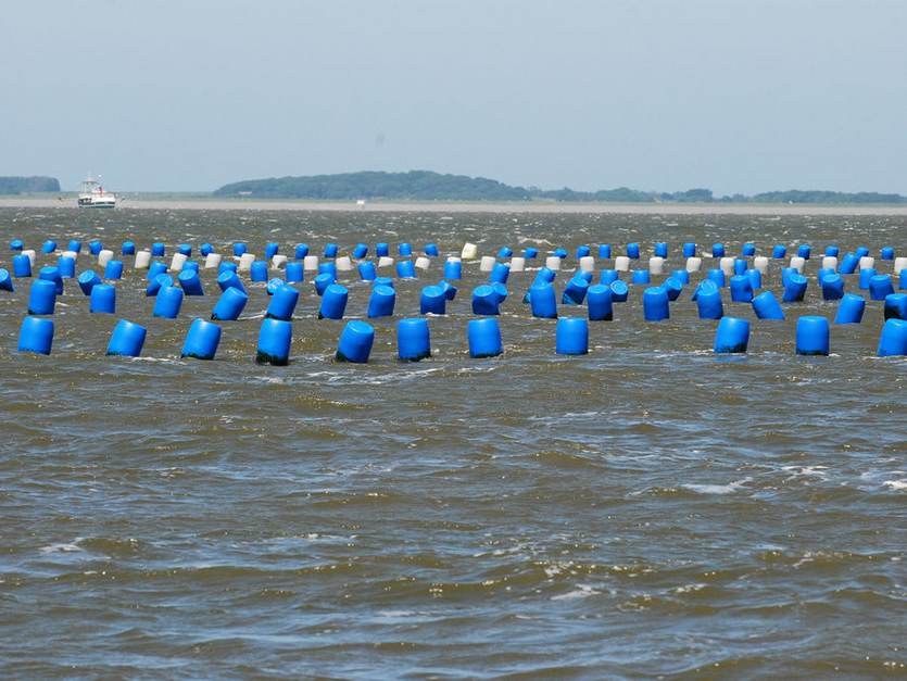 Hangcultuur voor mosselzaad. Foto: Salko de Wolff
