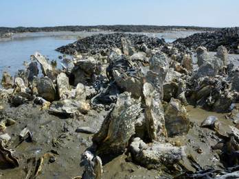 Oesterbank in de Waddenzee met blaaswier. Foto: Henk Postma