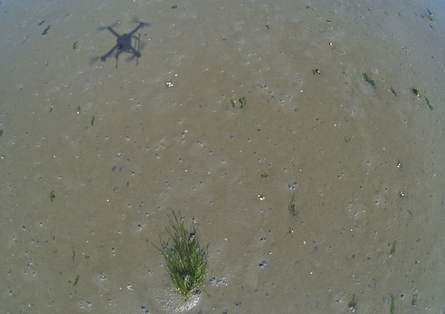 Opname van zeegras kartering met een drone. Foto: Jannes Heusinkveld