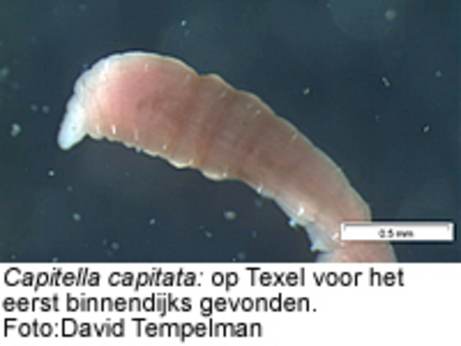 Capitella capitata: op Texel voor het eerst binnendijks gevonden
