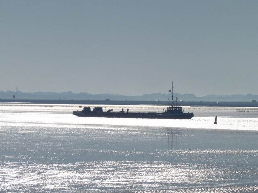 Zandzuiger op het wad bij Holwerd. Foto: TS