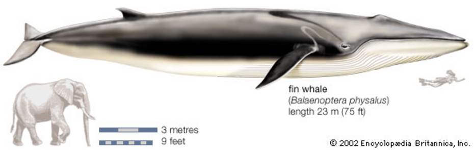 Gewone vinvis. Bron: https://www.britannica.com/animal/fin-whale