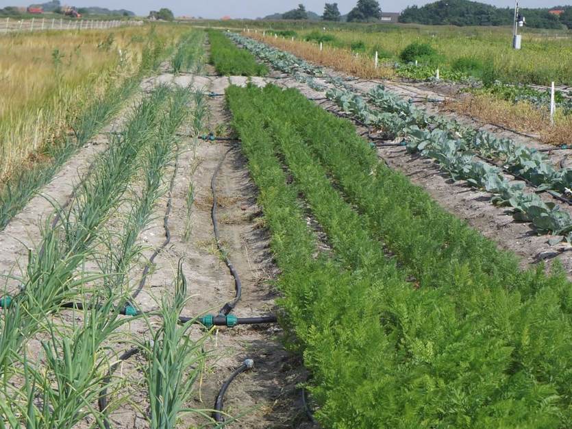 [Translate to english:] Proefveld zilt proefbedrijf op Texel