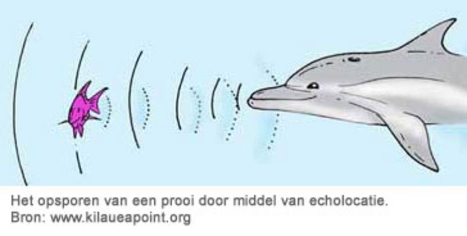Het opsporen van een prooi door middel van echolocatie. Bron: www.kilaueapoint.org