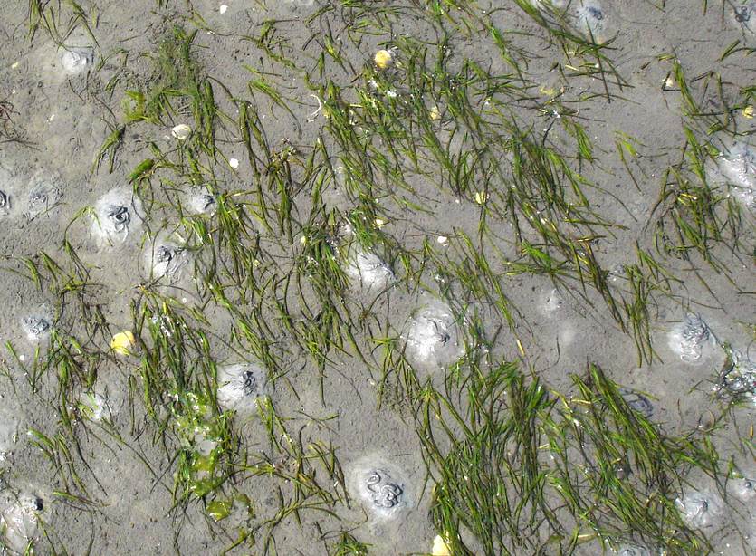 [Translate to english:] Zeegras. Foto: beeldbank RWS.