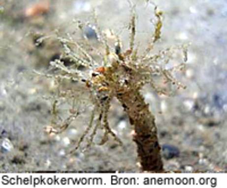 Schelpkokerworm. Bron: anemoon.org
