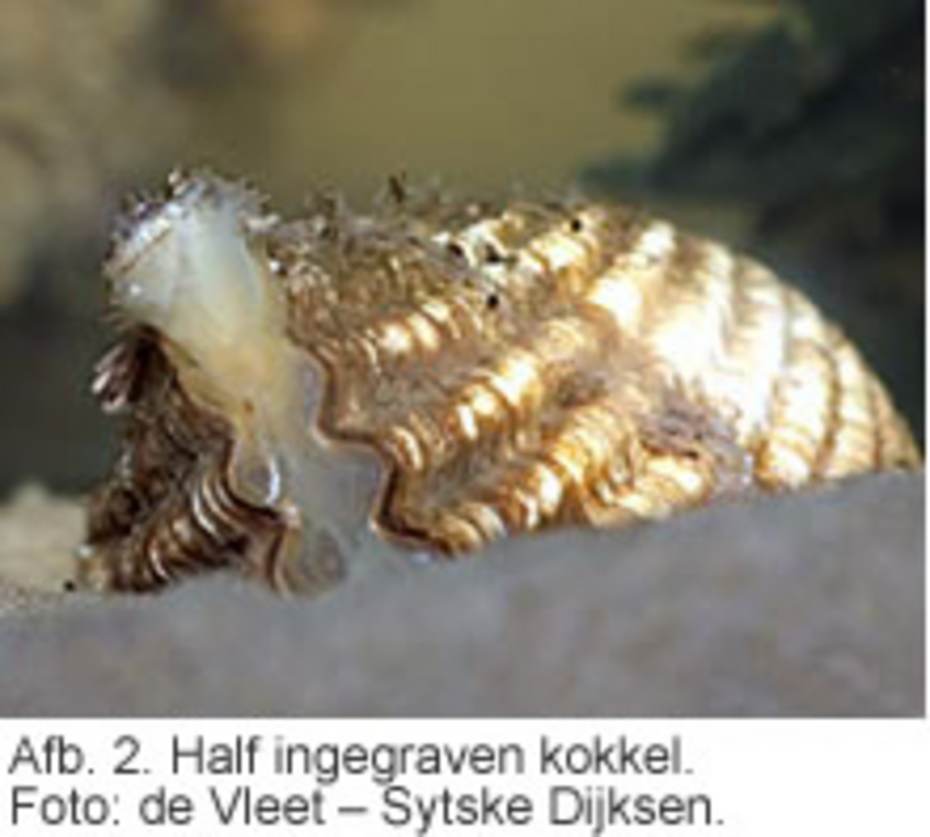 Afb. 2. Half ingegraven kokkel. Foto: de Vleet ? Sytske Dijksen.