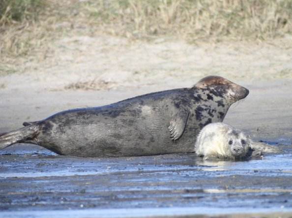 Grijze zeehond met pup. Foto: Wageningen Marine Research