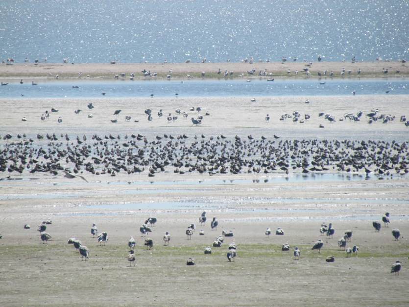 [Translate to english:] Waddenseaday