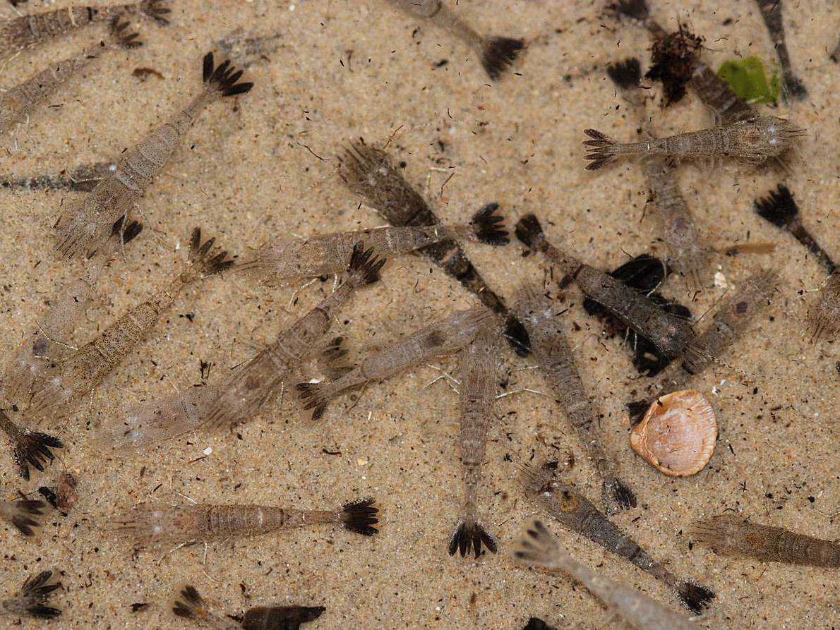 Garnalen in het zand. Foto: Salko de Wolff via wikimedia