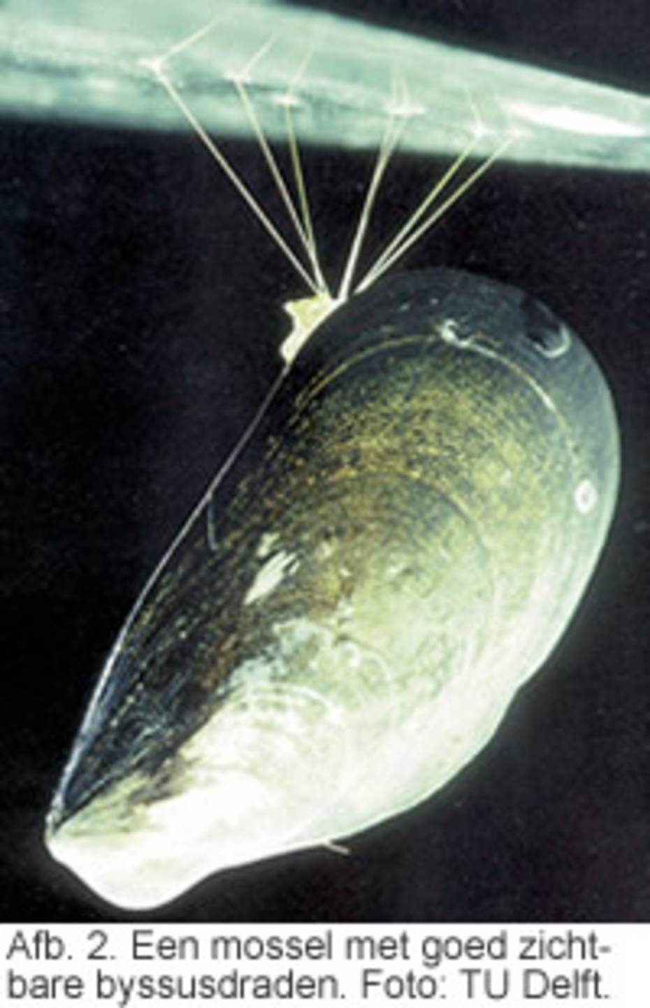 Afb. 2. Een mossel met goed zichtbare byssusdraden. Foto: TU Delft.