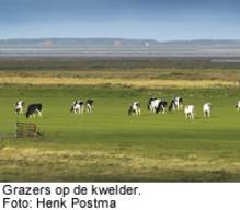 Grazend vee op de kwelder. Foto: Henk Postma.