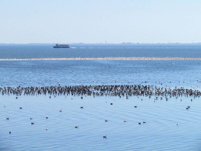 FOuragerende vogels op de wadplaat ten zuiden van Ameland