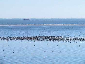 FOuragerende vogels op de wadplaat ten zuiden van Ameland