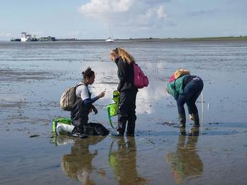 De onderzoekers aan het werk op het Wad bij Schiermonnikoog. Foto Friederike Engel