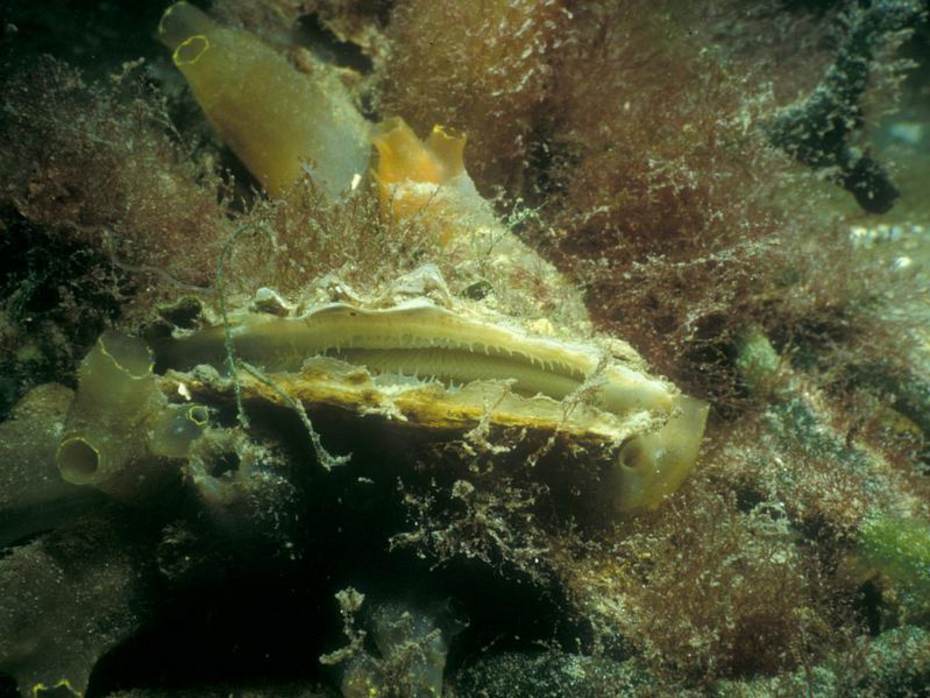 Oester. Foto: Saxifraga-Eric Gibcus Oester. Foto: Saxifraga-Eric Gibcus