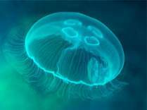 Oorkwal (Aurelia aurita)
