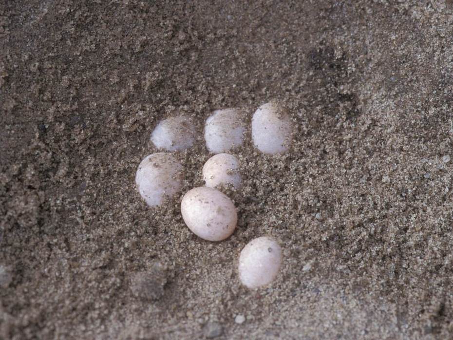 Eieren van de zandhagedis. Foto: Saxifraga-Udo van Uchelen