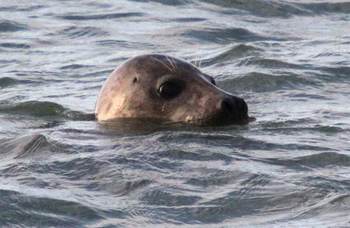 Grijze zeehond. https://beeldbank.rws.nl, Rijkswaterstaat / Joop van Houdt