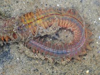 Nereis diversicolor, Gewone zager. Foto: Fitis-Sytske Dijksen via freenatureimages